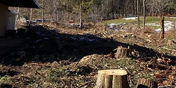 Stump Grinding And Stump Removal
