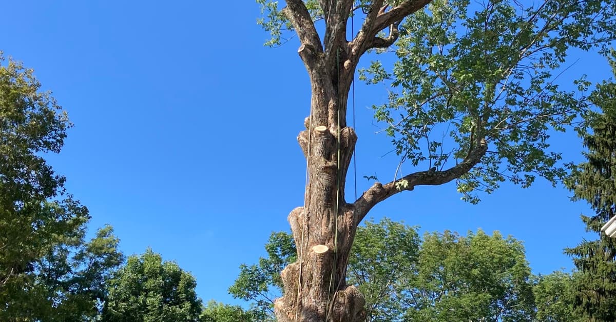 Tree Trimming & Prunning