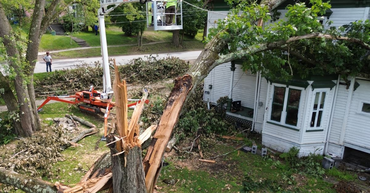 emergency tree service