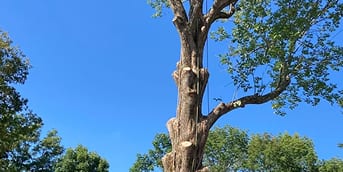 tree trimming and tree pruning